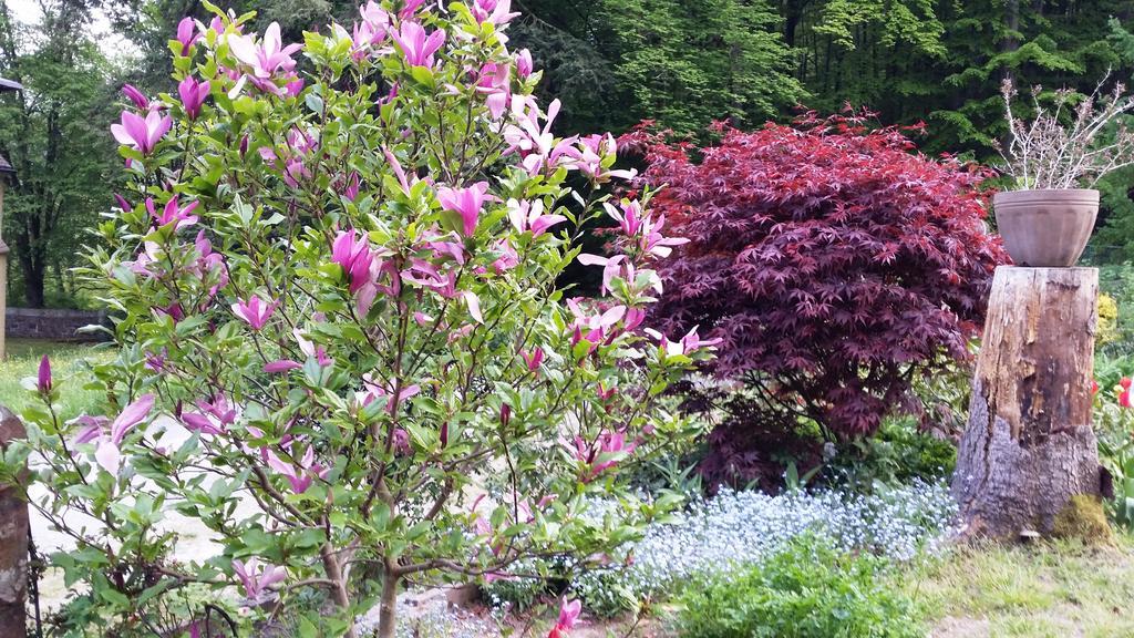 Rhoen Hotel Waldcafe St. Georg Staatsbad Bruckenau Bilik gambar
